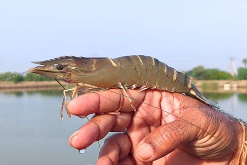 Tôm sú Cà Mau đã được đăng ký chỉ dẫn địa lý.