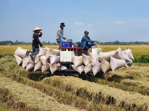Nông dân chở lúa về cân cho thương lái