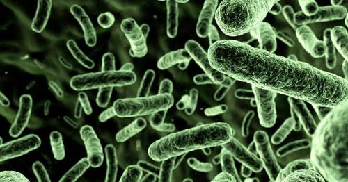 Số ca nhiễm và tử vong bởi vi khuẩn Vibrio vulnificus đang gia tăng đột biến tại các vùng ven biển phía nam nước Mỹ. Hình minh họa: iStockphoto/NNPA