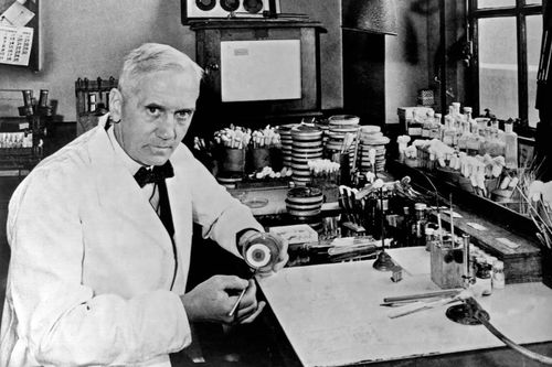  Nhà vi khuẩn học người Scotland Sir Alexander Fleming là người phát hiện ra kháng sinh penicillin năm 1928, mở đầu kỷ nguyên kháng sinh hiện đại. Ảnh: UIG. 