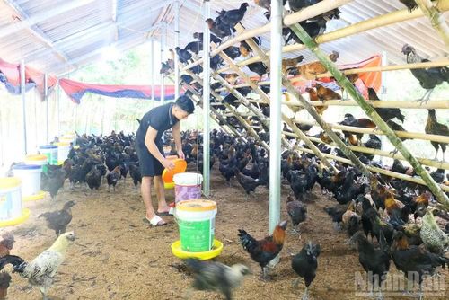  Tuyên Quang xác định chuyển từ hỗ trợ mang tính cứu trợ sang tạo điều kiện để người dân chủ động phát triển sản xuất. (Ảnh: KHÁNH TOÀN) 