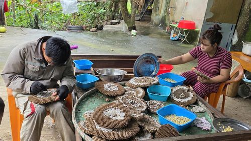  Xẻ tổ, lấy nhộng ong vò vẽ. Ảnh: ĐỨC NGHĨA 