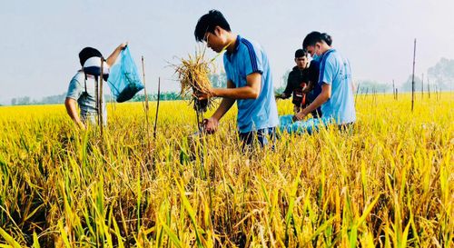  Sinh viên ngành Nông nghiệp Trường ĐH An Giang (ĐHQG TPHCM) tìm hiểu về bệnh trên cây lúa - Ảnh: THANH HÙNG 