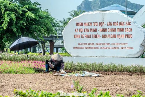 Tại Công viên hoa Hạ Long (phường Bạch Đằng), các công nhân vệ sinh môi trường vẫn kiên trì dọn cỏ, chăm sóc mảng xanh thành phố bất chấp hơi nóng hừng hực bốc lên từ mặt đất.