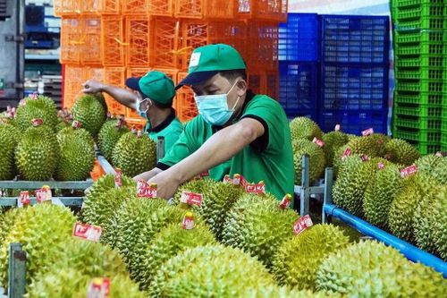 Sầu riêng tiếp tục đóng góp lớn vào kim ngạch toàn ngành rau quả của Việt Nam.