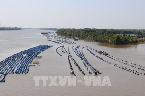 Mô hình nuôi hàu tại phường Trường Long Hòa, tỉnh Vĩnh Long. Ảnh: Phúc Sơn – TTXVN