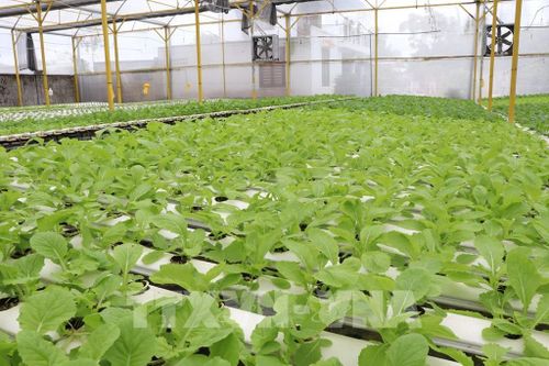 Mô hình trồng rau thủy canh của Công ty TNHH Green Farm, phường Nguyệt Hóa, tỉnh Vĩnh Long. Ảnh: Phúc Sơn – TTXVN