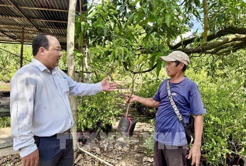 Người dân vùng Bảy Núi (An Giang) bán cây giống tạo thêm nguồn thu nhập. Ảnh: Thanh Sang - TTXVN