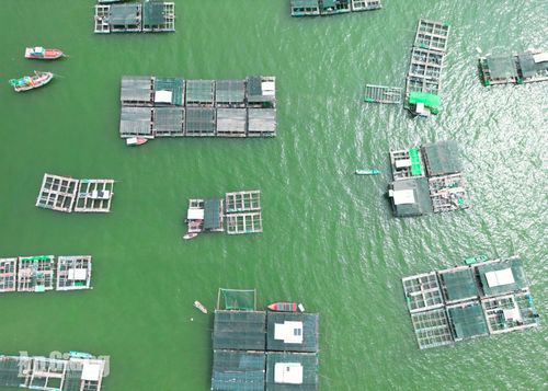 Các bè nuôi cá của người dân Tiên Hải. Ảnh: DANH THÀNH