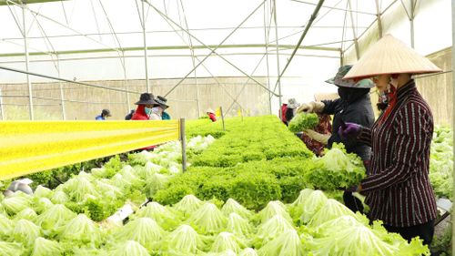 Tiếp sức về vốn giúp đồng bào DTTS vươn lên phát triển sản xuất