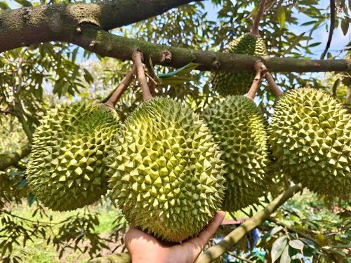 Sầu riêng Lâm Đồng