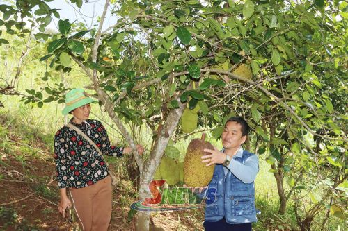 Nông dân xã Gia Phù phát triển mô hình cây ăn quả.