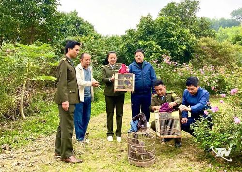 Lực lượng Kiểm lâm Thái Nguyên thực hiện thả chim hoang dã về với tự nhiên.