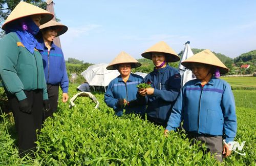 Tham gia sinh hoạt Câu lạc bộ gia đình hạnh phúc, bà con có điều kiện gặp gỡ, chia sẻ kinh nghiệm ứng xử trong gia đình và phát triển kinh tế (Ảnh chụp tại  xóm Minh Tiến, xã Đồng Hỷ).