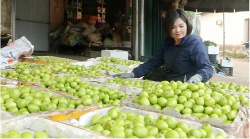 Nhãn hiệu tập thể táo Phì Điền ngày càng phát triển nhờ có mô hình HTX.
