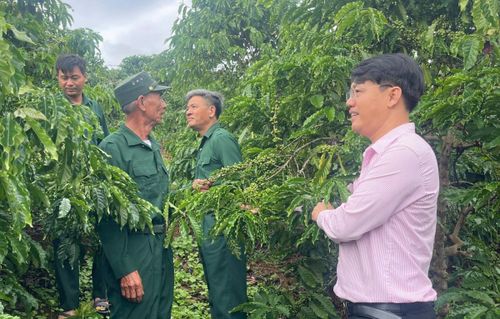 Mô hình vay vốn trồng cà phê của CCB Phạm Văn Hiền ở xã Krông Nô cho thu nhập ổn định.