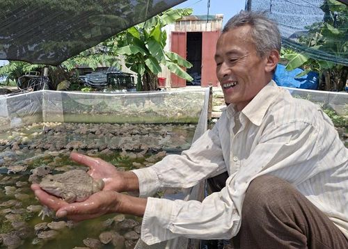 Ông Nguyễn Hồng Hải ở thôn Nam Quất, xã Phú Xuyên đầu tư xây dựng mô hình nuôi ếch thương phẩm có giá trị hàng tỷ đồng. Ảnh: PV