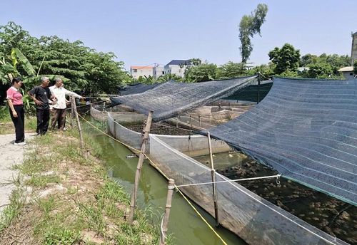 Mô hình nuôi ếch thương phẩm của ông Nguyễn Hồng Hải đang mở ra hướng phát triển kinh tế mới ở địa phương và vùng phụ cận. Ảnh: PV