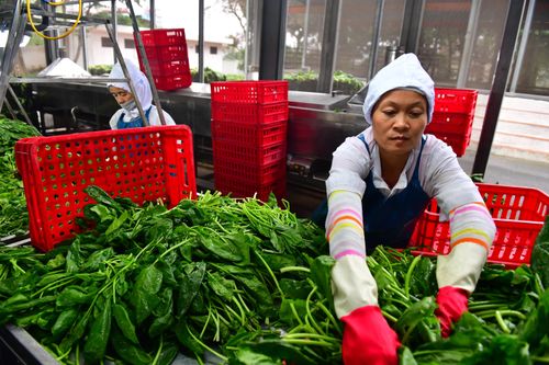  Nông sản Việt còn nhiều dư địa tại thị trường Trung Quốc. Ảnh: Nam Khánh.