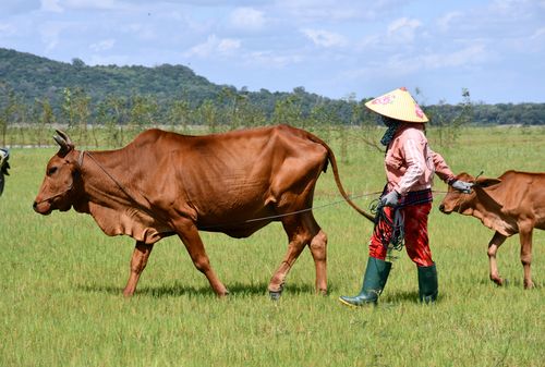  Hiện nay, tại khu vực gần hồ Dầu Tiếng có khoảng 40-50 hộ nuôi với tổng đàn trâu, bò trên 500 con 