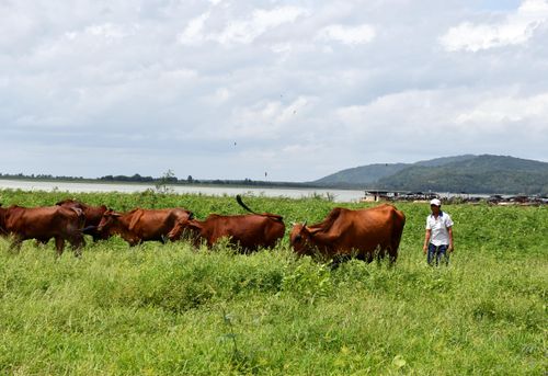  Hiện nay, tại khu vực gần hồ Dầu Tiếng có khoảng 40-50 hộ nuôi với tổng đàn trâu, bò trên 500 con 