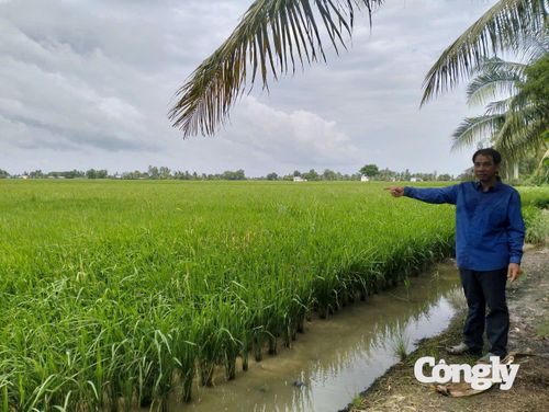 Ông Đặng Duy Tân (ấp Hậu Bối, xã Vĩnh Mỹ, tỉnh Cà Mau) bên cánh đồng lúa của mình sau khi nhận nguồn vốn vay từ NHCSXH