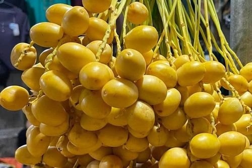 Chà là - loại trái cây nhiều người yêu thích, tốt cho sức khỏe. Ảnh: Hoa Linh.
