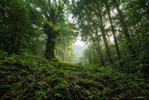 Quá trình thanh tra xác định có những sai phạm trong việc giao khoán bảo vệ rừng ở Công ty Lâm nghiệp Tam Hiệp.