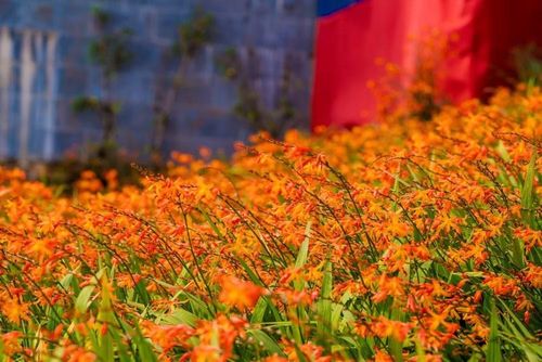 Một biển hoa dơn thóc đang dệt nên bức họa màu vàng cam trên nóc nhà Đông Dương. (Ảnh: TTXVN phát)