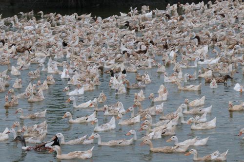 Đàn vịt chạy đồng của gia đình bà Huỳnh Thị Mỹ Phương, xã Nhơn Phú được chăn thả tại xã Châu Thành, tỉnh Vĩnh Long.