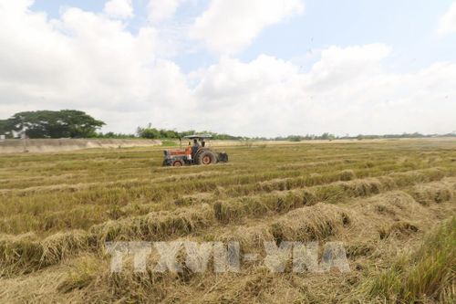 Thu gom rơm sau thu hoạch, góp phần hạn chế tình trạng đốt đồng. Ảnh: Hồng Thái - TTXVN