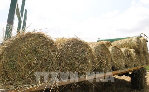 Lượng rơm dồi dào trên đồng sau thu hoạch là nguồn tăng thu nhập cho nông dân. Ảnh: Hồng Thái - TTXVN