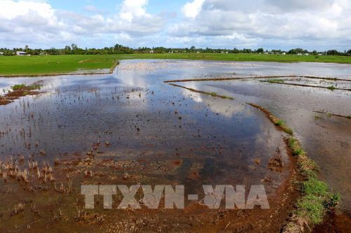 Hỗ trợ sinh kế cho người dân và nâng cao năng lực thích ứng biến đổi khí hậu cho cộng đồng tại thành phố Cần Thơ, giai đoạn 2026–2028, được kỳ vọng sẽ tiếp tục biến những nền tảng đã hình thành thành các kết quả cụ thể, giúp người dân nâng cao khả năng chống chịu trước biến đổi khí hậu, đồng thời tăng cường năng lực quản lý tài nguyên nước và thúc đẩy các hành động vì khí hậu tại cộng đồng. Ảnh: Duy Khương – TTXVN