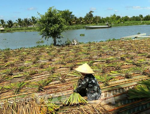Thành lập mạng lưới an sinh xã hội cho nhóm đối tượng dễ bị tổn thương với biến đổi khí hậu bằng cách hỗ trợ sinh kế và nâng cao năng lực cho người dân có hoàn cảnh kinh tế khó khăn do chịu tác động của biến đổi khí hậu. Ảnh: Duy Khương – TTXVN