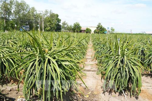 Vùng chuyên canh thanh long khoảng 9.000 ha của tỉnh Đồng Tháp. Ảnh: Công Trí - TTXVN