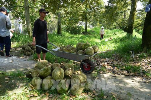 Nhà vườn xã Ngũ Hiệp, tỉnh Đồng Tháp, thu hoạch sầu riêng. Ảnh: Công Trí - TTXVN