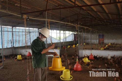 Trang trại chăn nuôi gà xã Yên Phú sử dụng men vi sinh kết hợp đệm lót sinh học phòng ngừa dịch bệnh.