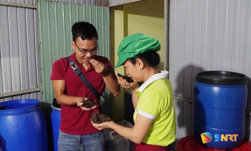 Hợp tác xã Phú Bình và Hợp tác xã Best One kiểm tra chất lượng bã nhàu. Ảnh: PHAN VINH