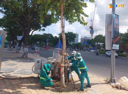 Công nhân Công ty Công viên - Cây xanh Đà Nẵng tập trung gia cố, chống dựng cây xanh. Ảnh: HOÀNG HIỆP