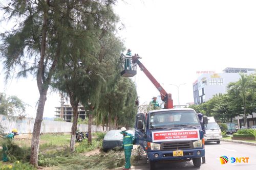 Việc cắt tỉa cành, nhánh, tán lá cây không chỉ làm thông thoáng tán cây, hạ thấp chiều cao để hạn chế cản gió bão, mà còn tạo hình để đảm bảo cảnh quan đô thị. Ảnh: HOÀNG HIỆP