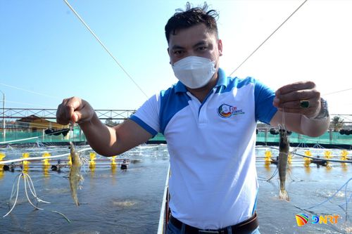 Ngành chức năng khuyến cáo nông hộ nuôi tôm kiểm soát chặt các yếu tố của môi trường nước ao nuôi để tôm sinh trưởng tốt. Ảnh: QUANG VIỆT