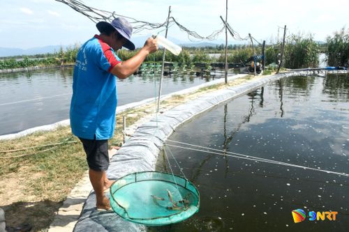 Ông Trương Công Rin kiểm tra sự phát triển của tôm nuôi. Ảnh: QUANG VIỆT