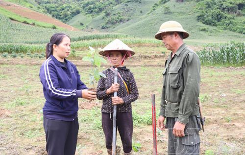 Cán bộ Trung tâm Dịch vụ tổng hợp xã Tuần Giáo hướng dẫn quy trình kỹ thuật cho người người dân trước khi xuống giống cây cà phê.