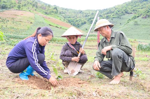 Cán bộ Trung tâm Dịch vụ tổng hợp xã Tuần Giáo hướng dẫn người dân kỹ thuật trồng mới cây cà phê.