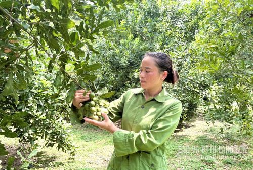 Người dân xã Quốc Khánh chăm sóc, theo dõi quá trình phát triển của cây mắc ca