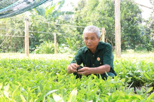Cựu chiến binh Nguyễn Văn Dung kiểm tra chất lượng cây giống