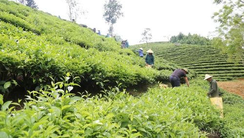 Liên kết sản xuất, chế biến và tiêu thụ góp phần nâng cao giá trị cây chè, tăng thu nhập cho nông dân.