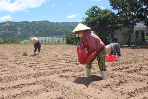 Tùy thời tiết, người dân có thể sản xuất hành tím 2 - 3 vụ/năm
