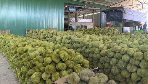 Những tháng cuối năm, sầu riêng cũng bước vào thời điểm thu hoạch, góp phần thúc đẩy xuất khẩu nhóm hàng rau quả của Lâm Đồng