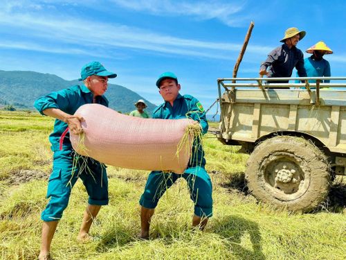 Ban Chỉ huy Quân sự xã Đông Giang giúp dân thu hoạch lúa vận chuyển nông sản